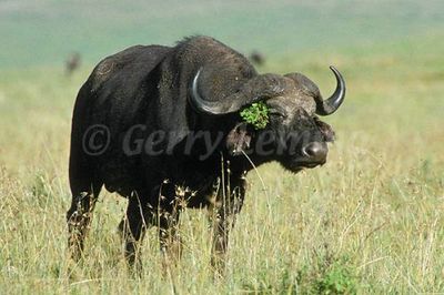african buffalo facts