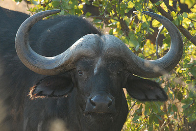 african buffalo's horn