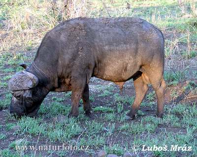 african buffalo male
