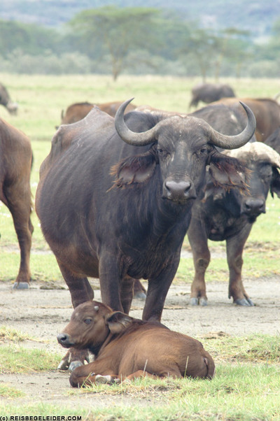 buffalo grass