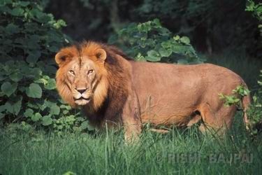 asiatic lion male