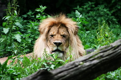 the asiatic lion