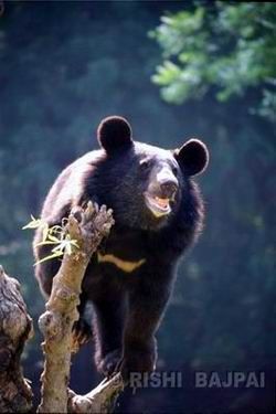 himalayan black bear