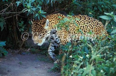 the jaguar