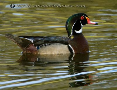 wood duck