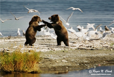 brown bear behavior