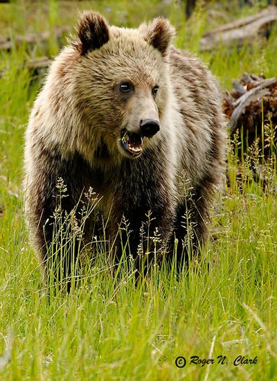 Plus bear. Фауна тайги. Необычные животные тайги. Animals Live in Taiga.