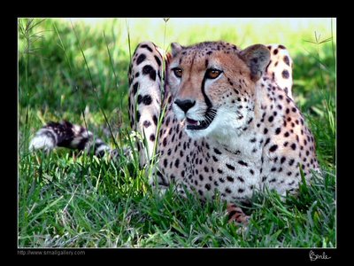 cheetah africa
