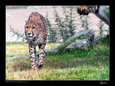 cheetah attack
