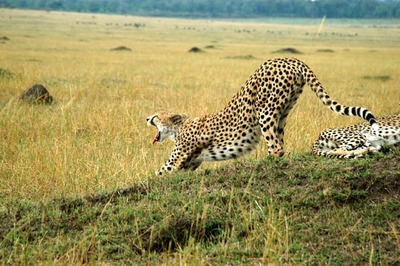 cheetah body