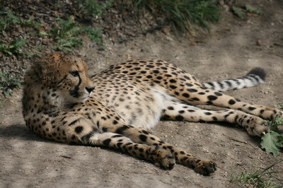 cheetah habitat