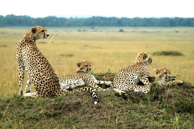 cheetahs group