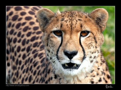 face of cheetah