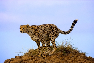 ready cheetah