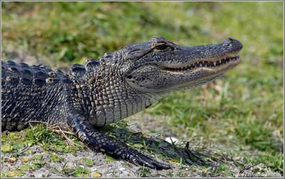 big crocodile