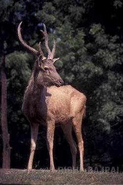 deer male