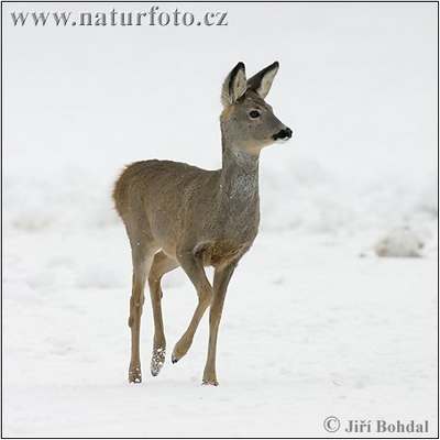 Roe Deer Wild - Photorena