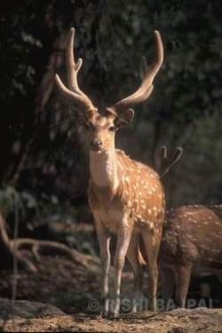 spotted deer male