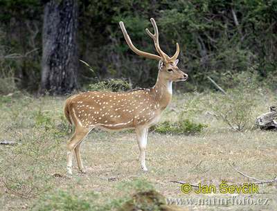 the spotted deer