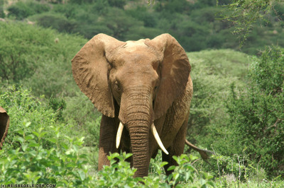 african elephant facts