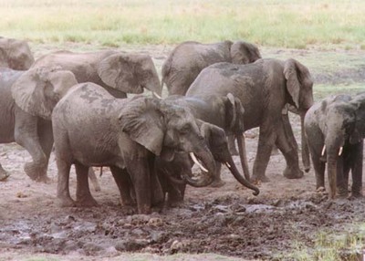 african elephant society