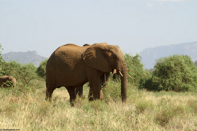 african elephant's trunk