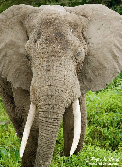 elephant male