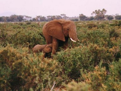 elephant africa