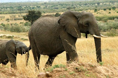 elephant life