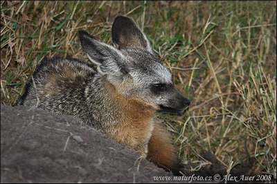 bat eared fox wild