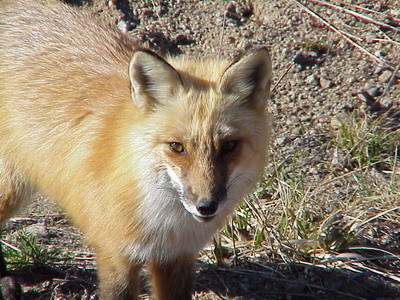 red fox animal