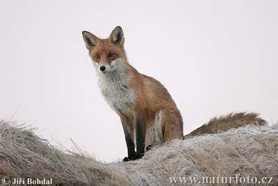 red fox facts