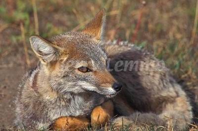 red fox female