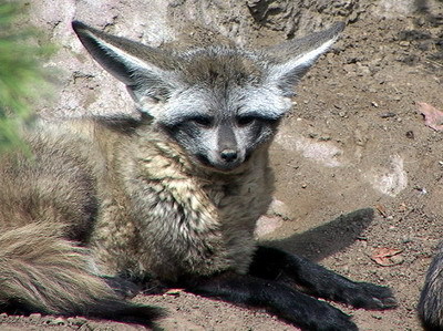 the bat eared fox