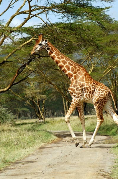 giraffe-africa