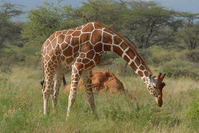 giraffe's diat