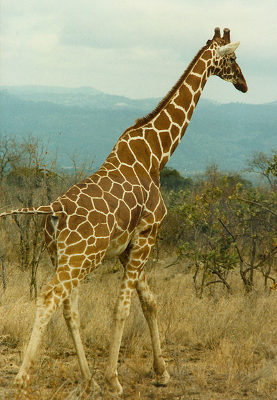 giraffe wild