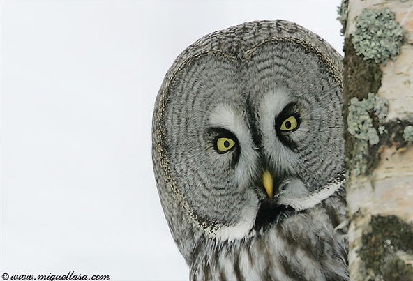 great grey owl face