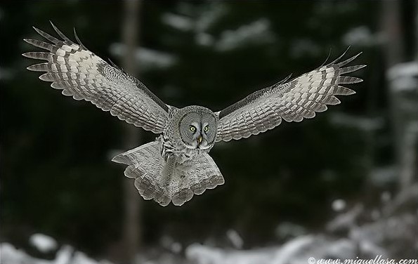 great grey owl hunt