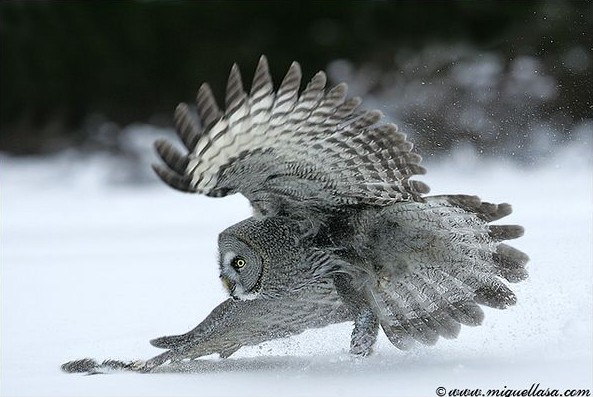 great grey owl wings