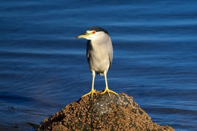 black-crowned-night-heron