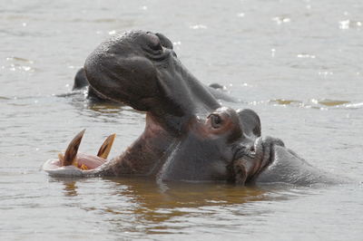aggressive hippo