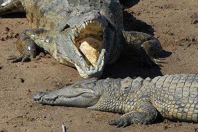 crocodile's mouth