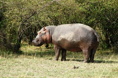 hippo africa