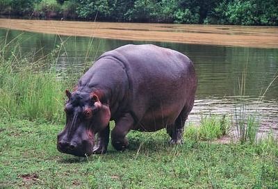 hippo pic