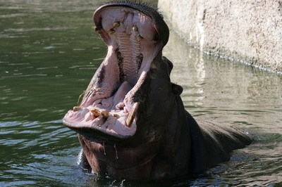 hippo wildlife