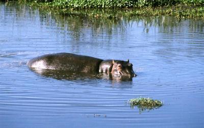 swimmer hippo