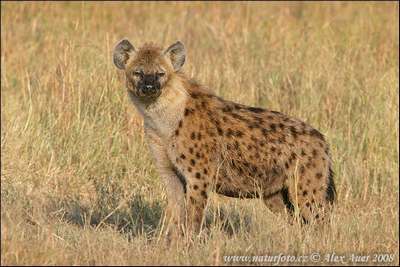 hyena male