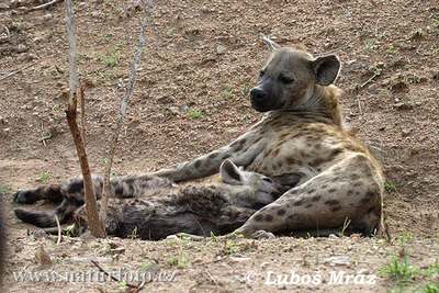 hyena female
