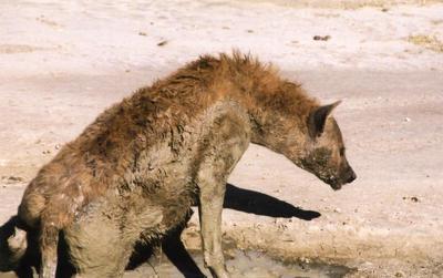 hyenas picture